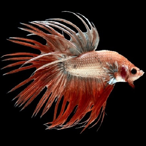 Betta splendens - Siamesischer kampffisch männlich crowntail XL